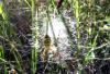 Argiope bruennichi